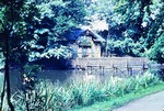 14.08.1966: Schwne an der Schwaneninsel im Greizer Park