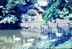 14.08.1966: Greizer Park - Schwne an der Schwaneninsel