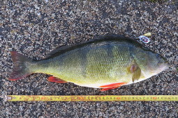 Barsch 45 cm, 1400 g; Julianakanal (NL)