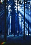 24.10.1965: Morgen im Wald nahe Waldhaus