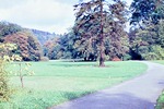 Anfang Oktober 1963: Parkwiesen am Hauptweg; im Vordergrund Serbische Fichte
