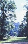 Juli 1963: Tulpenbaum im Greizer Park
