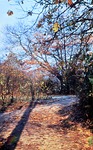 30.10.1966: Herbst im Greizer Park, vor dem Unterkunftshaus
