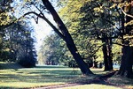 September 1963: Blick vom Rosengarten auf die Lindenallee an der Weien Elster