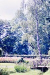 22.06.1966: Greizer Park, Rosengarten