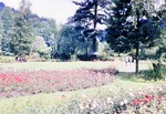 22.06.1966: Greizer Park, Rosengarten