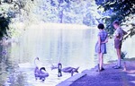 13.08.1966: Schwäne an der Schwaneninsel im Greizer Park