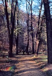 30.10.1966: Herbst im Greizer Park, an der Luftbrcke