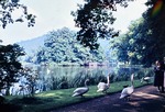 Juli 1963: Schwäne im Greizer Park; im Hintergrund die Schwaneninsel