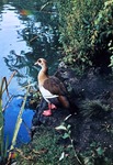06.10.1968: Nilgans im Greizer Park