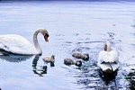 21.05.1966: Hckerschwne mit 4 Jungen, Greizer Parksee