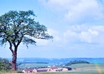 17.05.1969: Zigeuner-Eiche bei Greiz-Schnfeld
