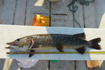 26.06.2020: Hecht - 77 cm, 2850 g; Mellanfrgen (SE)