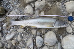 21.07.2017: Stierforelle - 58 cm, 1590 g; Snaring River (Alberta, CA)