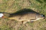 31.05.2026: Karpfen - 82 cm, 6900 g; Schwanenteich Zwickau