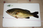 02.08.2010: Forellenbarsch - 41 cm, 1020 g; Pelican Lake (Minnesota, US)