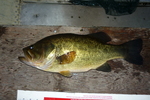 04.08.2010: Forellenbarsch - 46 cm, 1700 g; Pelican Lake (Minnesota, US)