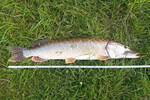 09.06.2025: Hecht - 95 cm, 6500 g; Amsterdam-Rhein-Kanal (NL)