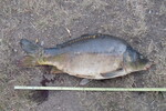 27.07.2022: Karpfen - 61 cm, 4000 g; Schwanenteich Zwickau