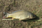 06.08.2022: Karpfen - 78 cm, 7400 g; Schwanenteich Zwickau