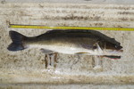 15.06.2013: Zander - 73 cm, 2980 g; Mellanfrgen (SE)