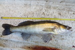 18.06.2013: Zander - 70 cm, 2870 g; Mellanfrgen (SE)