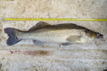 21.06.2013: Zander - 73 cm, 3090 g; Mellanfrgen (SE)