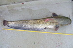 30.07.2013: Wels - 120 cm, 9770 g; Lago Superiore (IT)