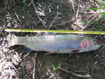 04.09.2013: Regenbogenforelle - 54 cm, 1410 g; Weie Elster