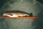 14.09.2001: Bachforelle - 53,5 cm, 1750 g; Weie Elster