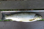 16.05.2017: Bachforelle - 52 cm, 1515 g; Weie Elster