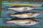 06.07.2015: Zander - 73 cm, 2910 g; Mellanfrgen (SE)