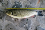 09.08.2015: Dbel - 54 cm, 1770 g; Saale