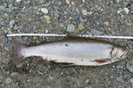 22.07.2017: Bachsaibling - 43 cm, 910 g; Athabasca River (Alberta, CA)