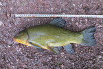 28.04.2018: Schleie - 40 cm, 985 g; Vorsperre Koberbach