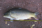 06.10.2018: Karpfen - 78 cm, 8600 g; Vorsperre Koberbach