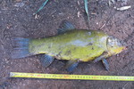 19.05.2019: Schleie - 42 cm, 1165 g; Vorsperre Koberbach