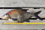 13.06.2019: Blei - 51,5 cm, 1275 g; Sdra Frgen (SE)