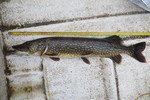 16.06.2019: Hecht - 79 cm, 2780 g; Mellanfrgen (SE)