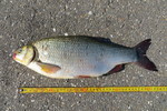 23.08.2019: Aland - 44 cm, 1245 g; Julianakanal (NL)