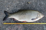 25.08.2019: Aland - 54 cm, 2515 g; Julianakanal (NL)