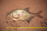 29.04.2020: Blei - 61 cm, 2195 g; Vorsperre Koberbach