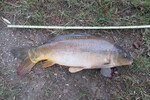30.06.2022: Karpfen - 67 cm, 4635 g; Schwanenteich Zwickau