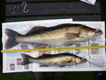 08.06.2010: Zander - 71 cm, 2920 g; Ryssbysjn (SE)