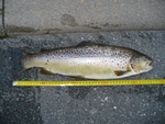 11.07.2009: Bachforelle - 48 cm, 1440 g; Weie Elster