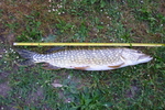 25.05.2011: Hecht - 76 cm, 2700 g; Saale