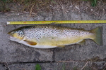 29.05.2011: Bachforelle - 53 cm, 1800 g; Weie Elster