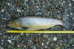 07.07.2011: Bachforelle - 50 cm, 1500 g; Weie Elster
