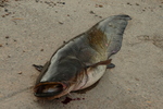 07.08.2012: Wels - 128 cm, 13300 g; Ebrostausee Riba Roja (ES)