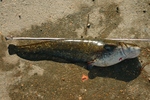 07.08.2012: Wels - 101 cm, 7100 g; Ebrostausee Riba Roja (ES)